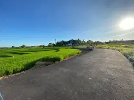 Dijual Tanah 420m2 Murah di Buduk Munggu
