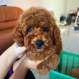 Jual red poodle