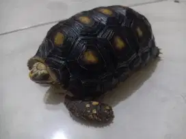 Jual kura kura redfoot
