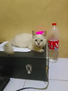 Kitten Siam x Himalaya