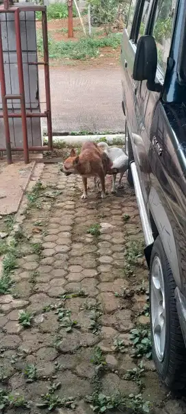 Chihuahua hamil