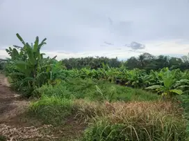 Tanah View Sawah 3550m2 di Medewi Bali