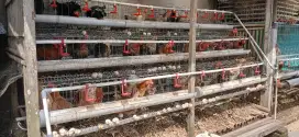 Ayam kub kampung petelur