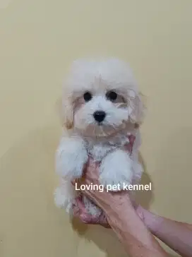 Jual Tiny Apricot Poodle Jantan