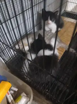 Anak kucing kampung