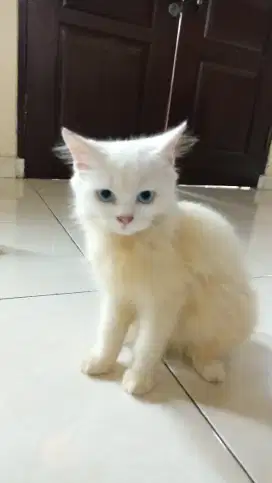 Lepas adopt Persia Blue Eyes