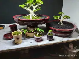 Bonsai mini Sancang