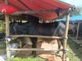 JUAL SAPI QURBAN TERMURAH & AMANAH