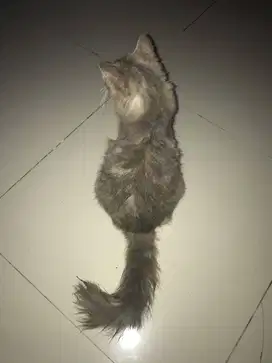 Open adopt remaja betina