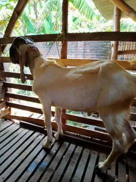 Kambing kurbann