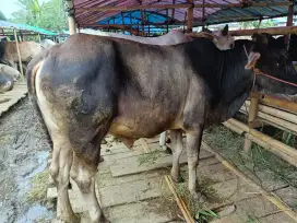 Jual sapi Qurban Termurah & Amanah