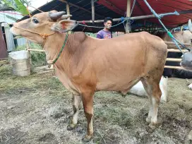 Jual Sapi Qurban Termurah & Amanah