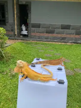 Sr betina sama red albino sepasang.