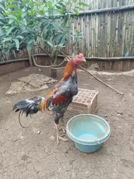 Ayam pacek koytrad dan biang pakoy jual borongan