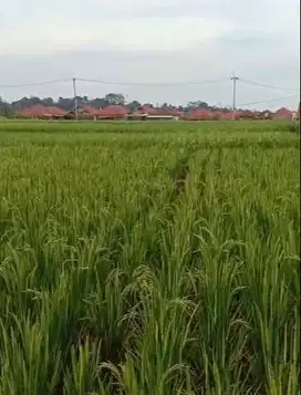 JUAL SAWAH PRODUKTIF