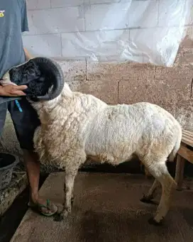 Domba Qurban Si Bonbon Buleut