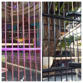 burung murai Bety 2 ekor fs