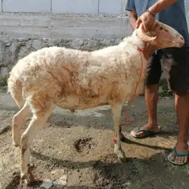 Domba Qurban Si Kondang