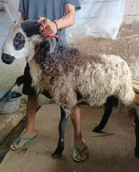 Domba Qurban Si Bulu Tilu