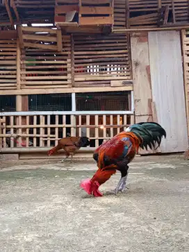 AYAM PELUNG UKURAN 8 SEPASANG SUARA FULL. CALON INDUKAN.