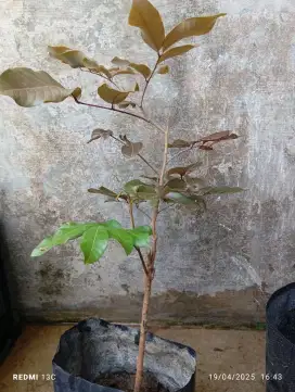 Tanaman klengkeng merah