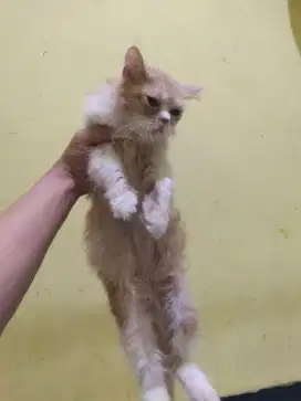 Kucing Flatnose 5 bulan