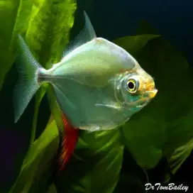 Ikan hias red hook