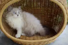 Ragdoll Jantan Bigbone