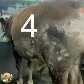 Sapi Qurban no 4