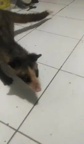 Musang pandan mozzaik