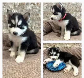 JUAL ANJING SIBERIAN HUSKY