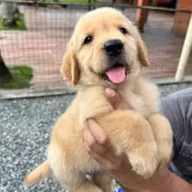 JUAL ANJING GOLDEN RETRIEVER