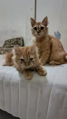 Kucing Persia flatnose Jantan