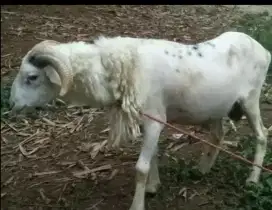 Domba qurban padasuka atas