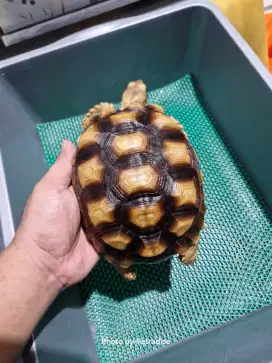 Kura Kura Sulcata 17cm Bulat Mulus Cantik