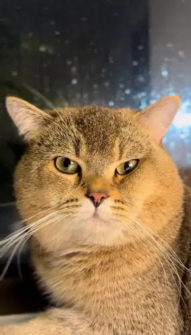 British Shorthair BSH Golden