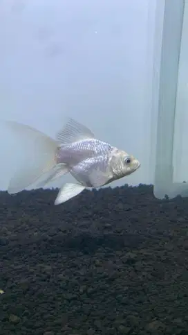 hiasan aquarium (hudielong) size 7-8cm