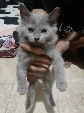 Anak kucing Himalaya umur 3 BLN 8 hari