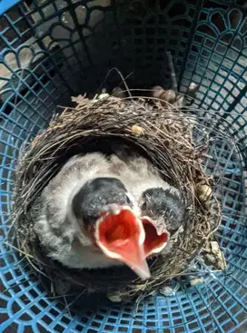 2 Anakan burung kutilang