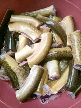 Makanan terbaik belut konsumsi