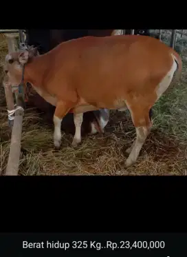 SAPI BALI 2025 SAPI QURBAN 2025 SAPI BERAT 325 KG