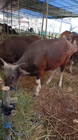 SAPI BALI BERAT 315 KG SAPI QURBAN 2025