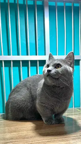 Munchkin perpacakan perjodohan kucing
