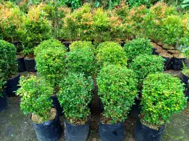 Tanaman hias teh tehan topiary bulat