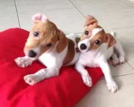 DIJUAL ANAK ANJING JACK RUSSELL