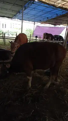 Sapi bali berat 300 kg sapi qurban 2025 sapi kurban 2025