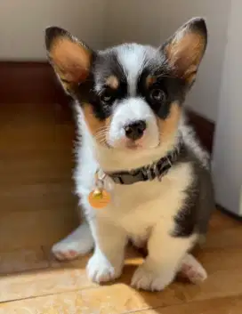 DIJUAL ANAK ANJING CORGY