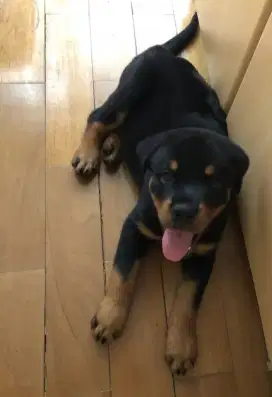 DIJUAL ANAK ANJING ROTTWEILER