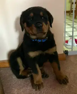 DIJUAL ANAK ANJING ROTTWEILER