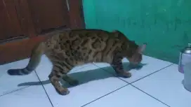 Mainan keluarga